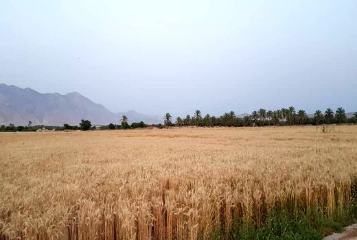 برداشت گندم از مزارع دشتی آغاز شد