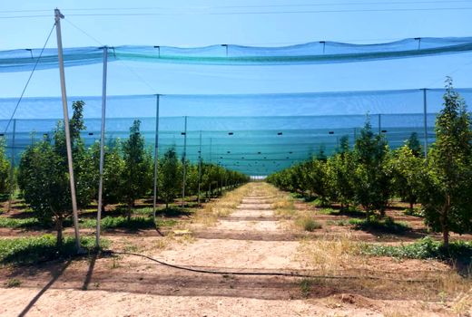 مدرن‌ترین طرح سایبان باغ‌های میوه کشور فردا در استان قزوین افتتاح می‌شود