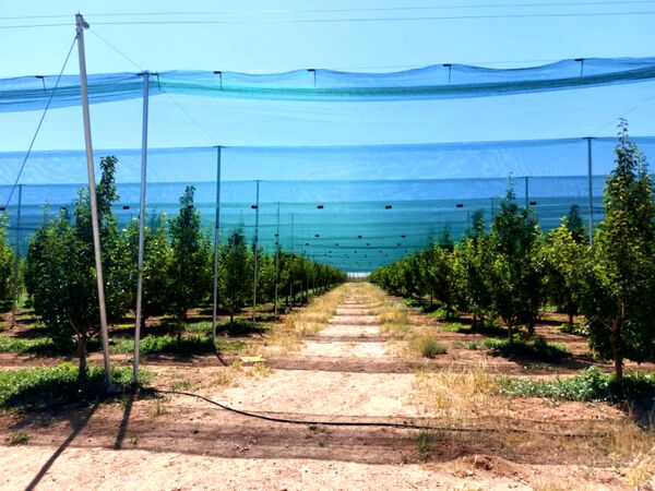 مدرن‌ترین طرح سایبان باغ‌های میوه کشور فردا در استان قزوین افتتاح می‌شود