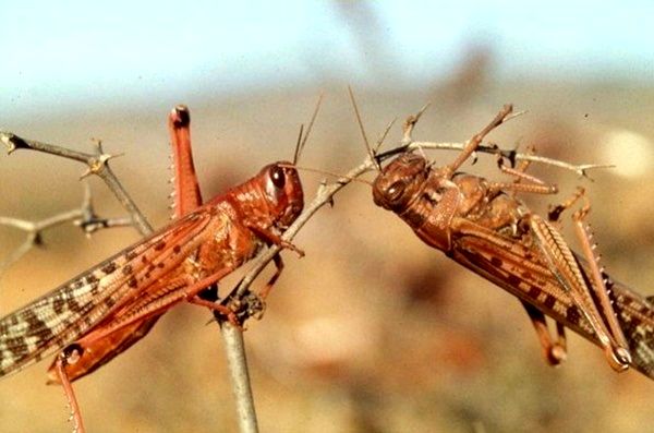 جمعیت ملخ‌های مهاجم به استان بوشهر سه برابر سال گذشته است