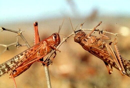 جمعیت ملخ‌های مهاجم به استان بوشهر سه برابر سال گذشته است