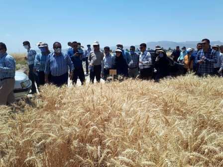 دستاوردهای کاربردی گندم بنیان داراب 