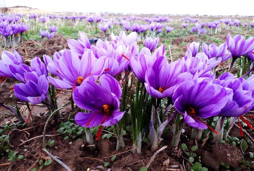 رشد ۲۸ درصدی صادرات زعفران در هشت ماهه امسال 