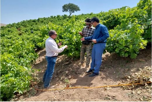 مبارزه شیمیایی با بیماری سفیدک داخلی در باغات انگور خراسان شمالی