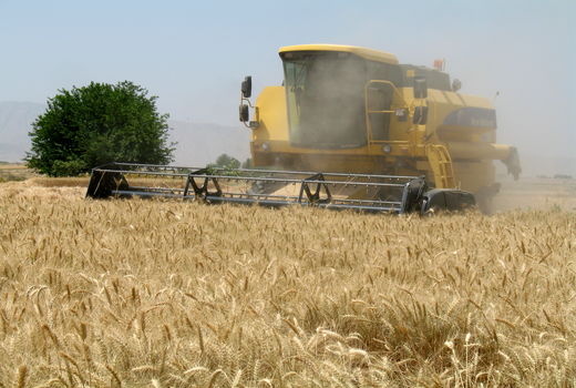 برداشت جو از مزارع مرودشت آغاز شد