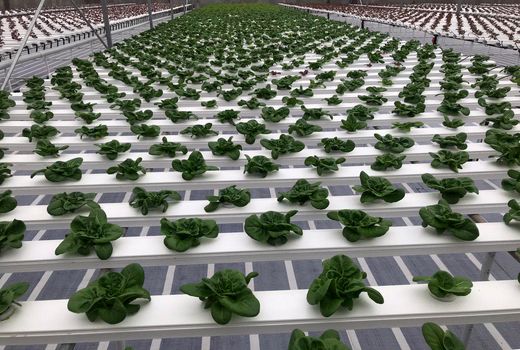 کشتن نوین گلخانه‌ای (N. f. t ) بهره‌وری آب را تا ۲ برابر افزایش می‌دهد