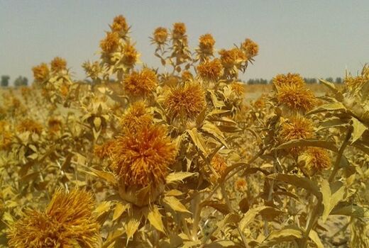 گلرنگ‌های  طرح P.V.S خرامه به گُل نشست