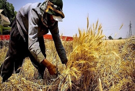 افزایش 36 درصدی خرید تضمینی گندم در استان کردستان