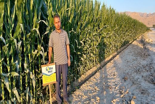 کاشت بیش از 4 هزار هکتار ذرت در فسا