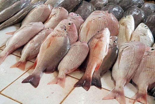 کاهش 330 درصدی واردات فیله ماهی تیلاپیا