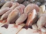 کاهش 330 درصدی واردات فیله ماهی تیلاپیا