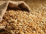 آغاز تحویل‌گیری محصول جو با روش قیمت تضمینی در گلستان