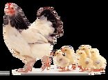 سهم بهای جوجه در قیمت تمام‌شده مرغ طی 16 سال گذشته +نمودار