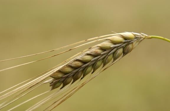 خرید تضمینی 371 هزار تن گندم در همدان