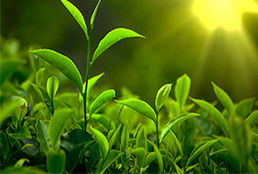 تهیه نقشه پهنه بندی حاصلخیزی خاک باغات چای استان‌های گیلان و مازندران  