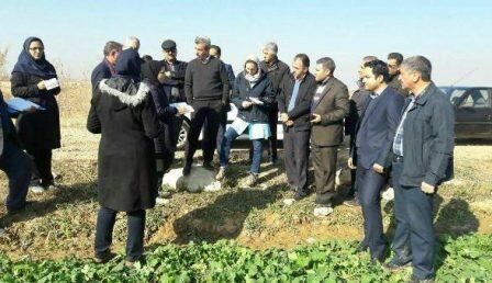 بازدید کارشناسان فرانسوی از مزارع کلزا در آذربایجان غربی/ وضعیت مطلوب مزارع کلزا در میاندوآب