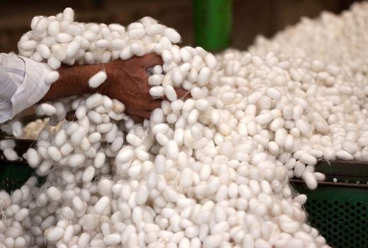 150 جعبه تخم نوغان در استان سمنان توزیع می‌شود