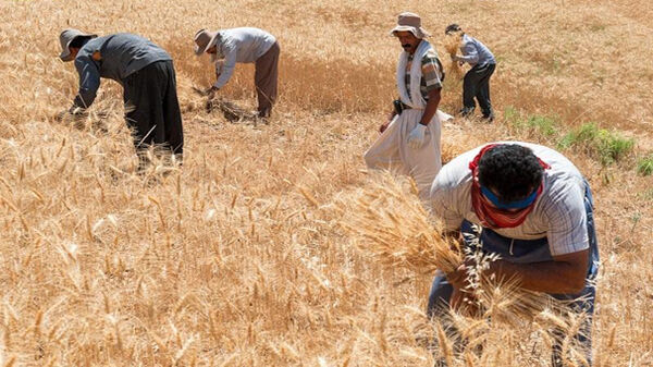 پرداخت هزینه کشت محصول به گندمکاران طلبکار کرمانشاه