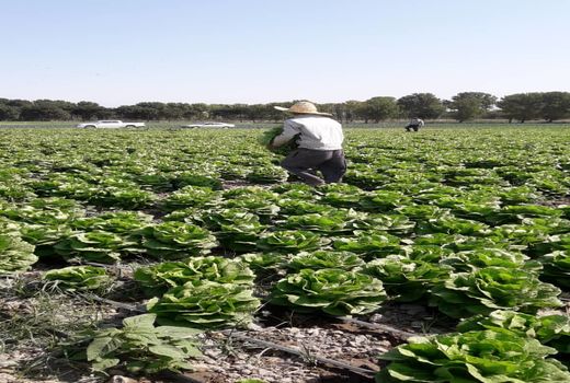 افزایش 29تنی عملکرد تولید کاهو در ملارد با استفاده از سیستم آبیاری نوار تیپ