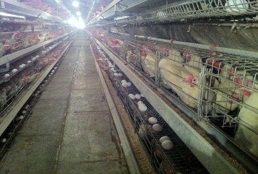 850 تن تخم مرغ در سیستان و بلوچستان تولید شد