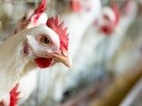همه چیز درباره آنفلوآنزای فوق‌حاد پرندگان