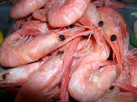 کاهش 1500 هکتاری سطح کشت میگو در کشور/ ضریب تبدیل آبزیان بالاتر از دام و طیور