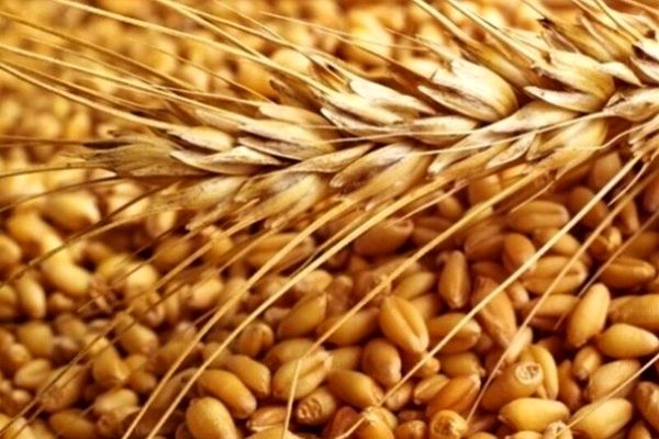 هشت هزار تن بذر گواهی شده گندم در استان قزوین تولید میشود