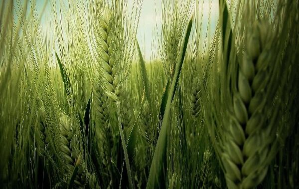 آغاز خرید بذر گندم دیم در قزوین