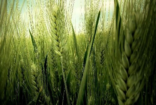 آغاز خرید بذر گندم دیم در قزوین