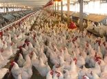 احیای دوباره هفت واحد مرغداری خراسان شمالی با مانع زدایی 