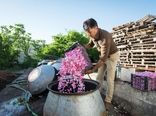 خرید ۱۱۱ تن گل محمدی از کشاورزان آران و بیدگل
