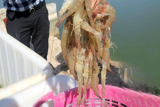 مزیت‌های خوزستان در مقابله با شیوع بیماری AHPND در مزارع پرورش میگو  