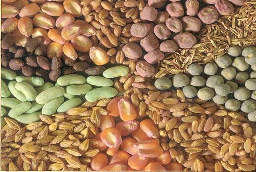 خودکفایی ایران در تولید 6 رقم بذر اصلاح شده زراعی