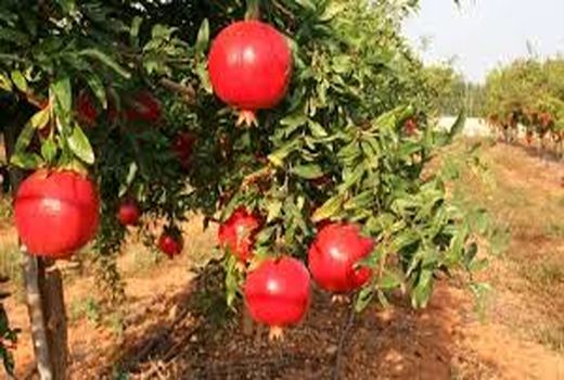 برپایی جشن انار در اندیمشک