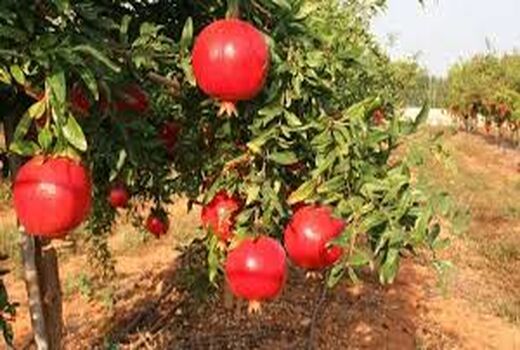 برپایی جشن انار در اندیمشک