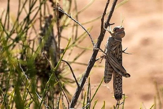 عملیات مبارزه با ملخ‌ها در سطح ۹۵۰ هکتار در مراتع شهرستان فیروزکوه