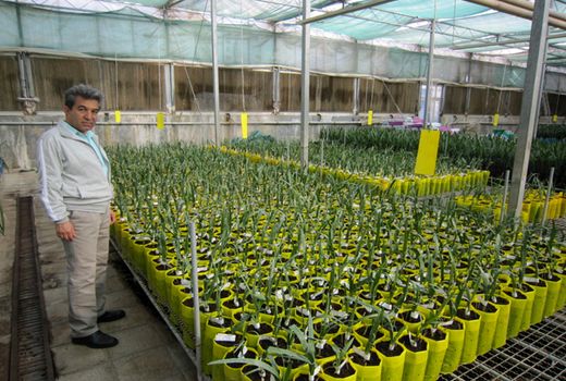 احداث 30 هکتار باغ خرمای مجول در فارس 