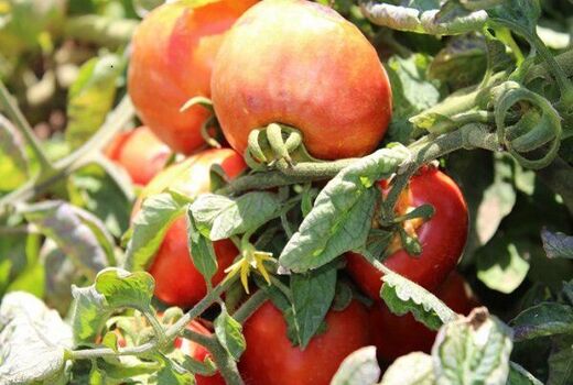 محدودیت‌های صادراتی به منظور تنظیم بازار گوجه اصفهان اعمال می شود