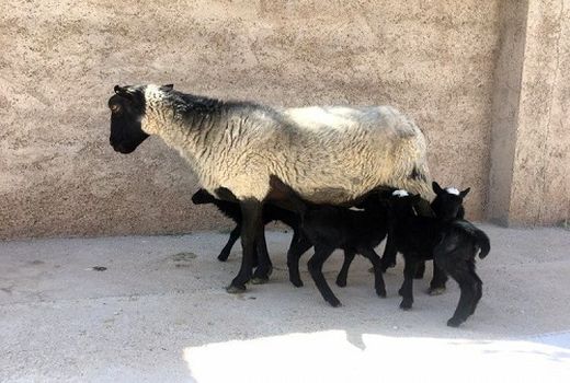 دامدار زرقانی رکورد دار چند قلویی زایی گوسفند