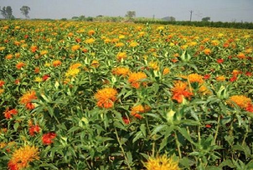 برداشت گل از مزارع گلرنگ  در68 هکتار مزارع کشیت گلباف