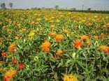 برداشت گل از مزارع گلرنگ  در68 هکتار مزارع کشیت گلباف