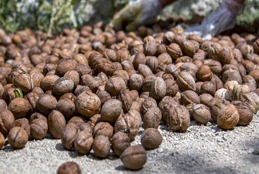 یک هزار و 400 تن گردو از باغات سامان برداشت شد 