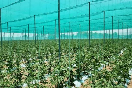 تخصیص 1 هزار میلیارد تومان تسهیلات توسعه گلخانه تابع اقلیم در کشور