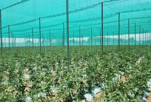 تخصیص 1 هزار میلیارد تومان تسهیلات توسعه گلخانه تابع اقلیم در کشور