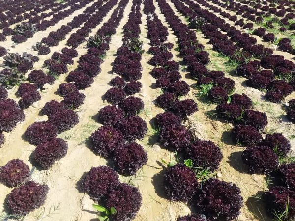 کشت کاهوی فرانسوی برای اولین بار در قیروکارزین