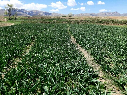 کاشت گیاه موسیر در 25 هکتار از مزارع کشاورزی شهرستان آوج