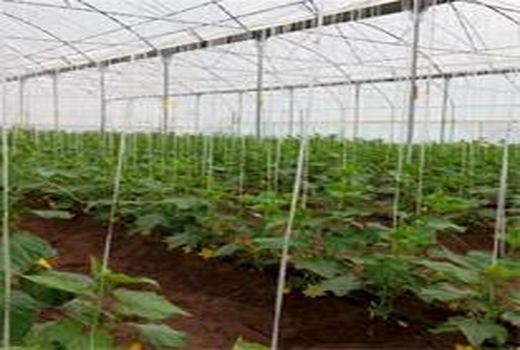 توت فرنگی، خیار، گوجه و کشت هیدروپونیک گل رز ، کشت غالب گلخانه های شهرستان بردسیر است