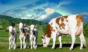 انقلاب در تعیین انساب دام/ دقت تحقیقات چندبرابر شد