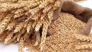 شناسایی ۱۰۰ دلال گندم در خراسان شمالی 