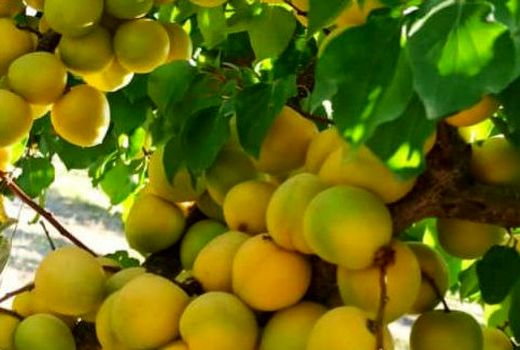 برداشت ۱۶ هزار تن محصول زردآلو در شهرستان جلفا